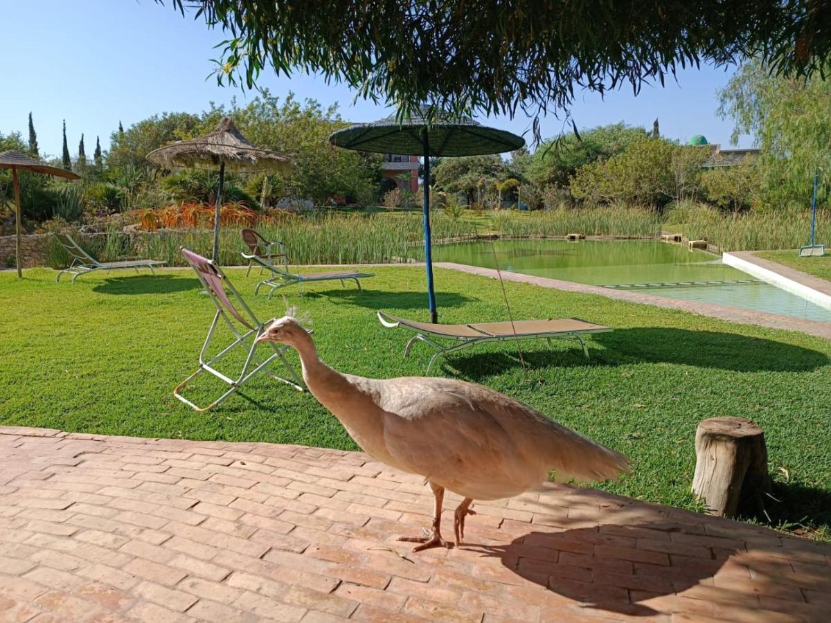 Douar Noujoum Bed and Breakfast Εσαουίρα Εξωτερικό φωτογραφία