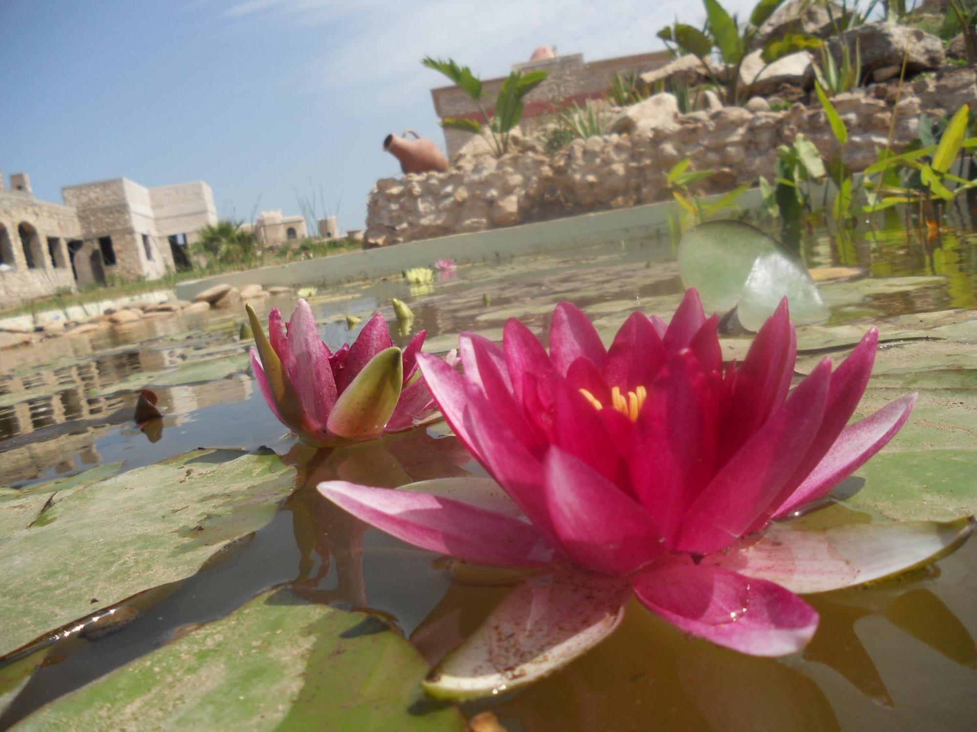 Douar Noujoum Bed and Breakfast Εσαουίρα Εξωτερικό φωτογραφία
